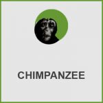 پلاگین Chimpanzee